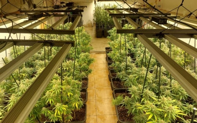 Plantes de marihuana en filera